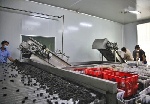 盐边县 深化果桑产业布局，加快酒制品生产推动产业链延伸